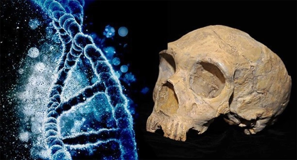 Macht uns Neandertaler-DNA zu Frühaufstehern?